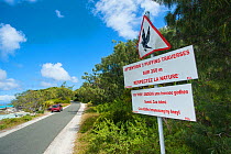 Road sign warning of shearwaters crossing, Mouli, Ouvea, Loyalty Islands Province, New Caledonia.