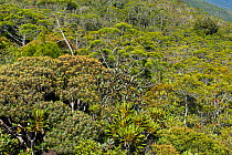 Forests near mines, Yate, South Province, New Caledonia, August 2012