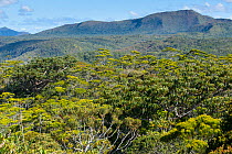 Forests near mines, Yate, South Province, New Caledonia, August 2012