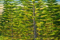Araucaria (Araucaria sp) trees near the entrance to Parc Provincial de la Rivire Bleue / Blue River Provincial Park, Yate, South Province, New Caledonia.