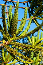 Araucaria tree near the entrance to Parc Provincial de la Rivire Bleue / Blue River Provincial Park, Yate, South Province, New Caledonia.