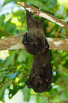 New Caledonia Flying-Fox (Pteropus vetulus) roosting in tree during the day, Poindimie, North Province, New Caledonia. Vulnerable species.