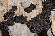 Little Bent-winged Bats (Miniopterus australis) in cave,Touaourou mission, Yate, South Province, New Caledonia