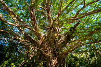 Banyan fig (Ficus benghalensis) Touaourou mission, Yate, South Province, New Caledonia