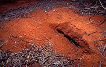 Short beaked echidna (Tachyglossus aculeatus) typical pattern from digging, with ground dug by paws before rostrum is inserted. Australia.