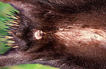 Short beaked echidna (Tachyglossus aculeatus) underside showing cloaca and mammary glands, Tasmania, captive.