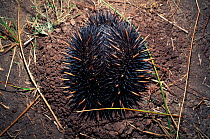 Short beaked echidna (Tachyglossus aculeatus) curled up in ball, Australia.