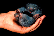 Short beaked echidna (Tachyglossus aculeatus) captive baby held in human hand, Australia.
