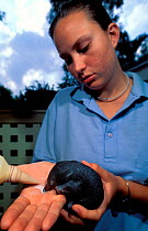 Short beaked echidna (Tachyglossus aculeatus) captive baby held in woman's hand, Australia.
