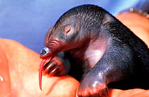 Short beaked echidna (Tachyglossus aculeatus) captive baby licking milk off human hand, Australia.