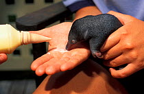Short beaked echidna (Tachyglossus aculeatus) captive baby licking milk off human hand, Australia.