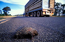 Short beaked echidna (Tachyglossus aculeatus) dead on the road with truck going past, Australia.