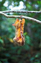 Bare-tailed woolly opossum (Caluromys philander) hanging from branch with tail, captive, Australia.
