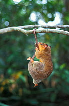 Bare-tailed woolly opossum (Caluromys philander) hanging from branch with tail, captive, Australia.