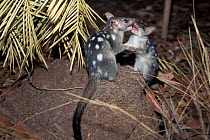 Northern quolls (Dasyurus hallucatus) fighting, captive, Australia.