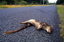Spotted-tailed quoll (Dasyurus maculatus) road kill, Australia.