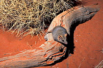 Fat-tailed False Antechinus (Pseudantechinus macdonnellensis) captive, Australia.