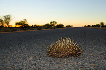 Short-beaked echidna (Tachyglossus aculeatus) curled into a defensive ball, Shark Bay, Western Australia