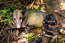 Common Opossum (Didelphis marsupialis) suckling babies, captive in rehabilitation centre after being paralysed by dog bite, Centre for PanAmerican Conservation, Panama City