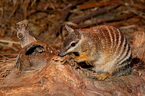 Numbat (Myrmecobius fasciatus) captive, Cleland Willdlife Park, Adelaide, South Australia