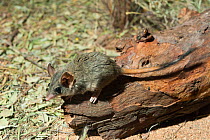 Red-tailed phascogale (Phascogale calura) Alice Springs, Northern Territory, Australia