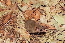 Red-tailed phascogale (Phascogale calura) Sydney, New South Wales, Australia.