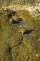 Three Chukar partridges (Alectoris chukar), Badkhyz Reserve,  Turkmenistan