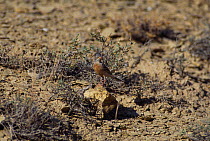 Male Grey-necked Bunting (Emberiza buchanani), Badkhyz Reserve, Turkmenistan.