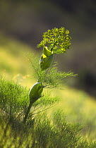 Ferula (Ferula) plant in flower, Badkhyz Reserve, Turkmenistan