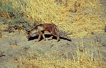 Corsac fox (Vulpes corsac), Badkhyz Reserve, Turkmenistan