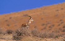 Male Goitered gazelle (Gazella subgutturosa), Badkhyz Reserve, Turkmenistan. Vulnerable species.