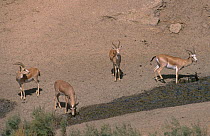 Group of male Goitered gazelles (Gazella subgutturosa) feeding on a hillside, Badkhyz Reserve, Turkmenistan. Vulnerable species.