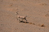 Male Goitered gazelle (Gazella subgutturosa) running, Badkhyz Reserve, Turkmenistan. Vulnerable species.