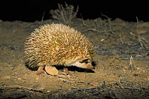 Long-eared hedgehog (Hemiechinus auritus) at night, Touran Protected Area, Iran
