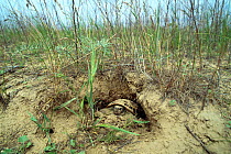 Russian tortoise (Testudo horsfieldii) in a burrow, Badkhyz Reserve, Turkmenistan.