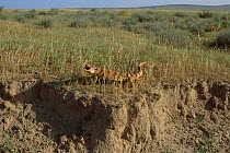 Desert monitor (Varanus griseus) basking with mouth open, Badkhyz Reserve, Turkmenistan
