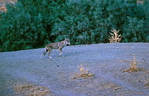 Indian wolf (Canis lupus palipes), Badkhyz Reserve, Turkmenistan