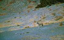 Indian wolf (Canis lupus palipes), Badkhyz Reserve, Turkmenistan