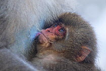 Japanese Macaque (Macaca fuscata) suckling and looking up at its mother, Jigokudani, Japan. February