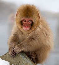 Japanese Macaque (Macaca fuscata) juvenile portrait, Jigokudani, Japan. February