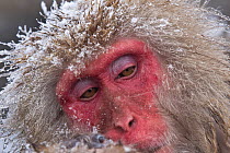 Japanese Macaque (Macaca fuscata) adult resting in hot springs of Jigokudani, Japan.