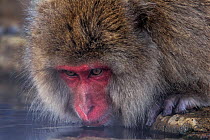 Japanese Macaque (Macaca fuscata) drinking from hotsprings, Jigokudani, Japan. February