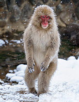 Japanese Macaque (Macaca fuscata) female standing on hind legs in snow, Jigokudani, Japan. February