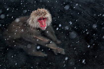Japanese Macaque (Macaca fuscata) adult in the hot springs of Jigokudani, in the snow, Japan. February