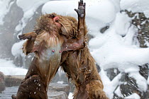 Japanese Macaque (Macaca fuscata) females fighting, Jigokudani, Japan, February