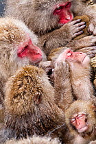 Japanese Macaque (Macaca fuscata) mothers grooming their babies in the hot springs of Jigokudani, Japan, February