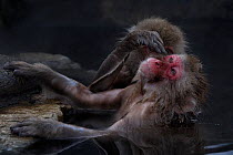 Japanese Macaque (Macaca fuscata) grooming another in hot spring,  Jigokudani, Japan.