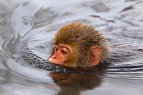 Japanese Macaque (Macaca fuscata) juvenile swimming in hot spring, Jigokudani, Japan.