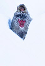 Japanese Macaque (Macaca fuscata) juvenile riding on its mother's back, along snow trail in Jigokudani, Japan.