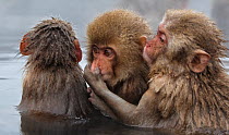 Japanese Macaque (Macaca fuscata) juvenile pulling on another juvenile's cheek in hot spring in Jigokudani, Japan.